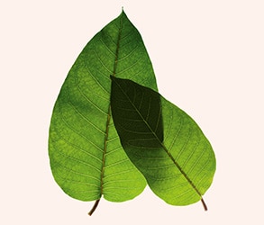 GRID 2-small 2_CLARINS_Lxh_293x250px.jpg